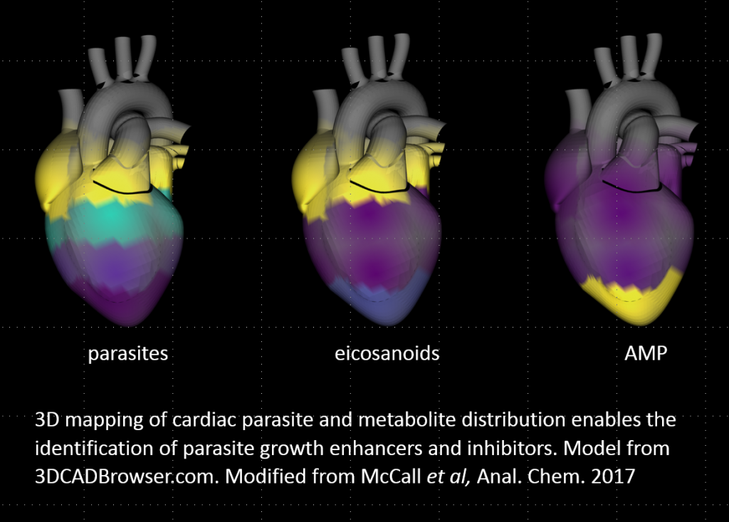 Chemical cartography plot. Parasite distribution in the heart on the left (highest at heart base), eicosanoids in the middle (highest at heart base), AMP on the right (highest at heart apex).