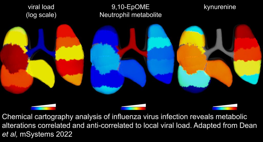 chemical cartography plot in the lug. Left, viral burden (lowest in trachea), middle, 9,10-EpOME (highest in trachea), right, kynurenine (absent in trachea, highest in left lung top)