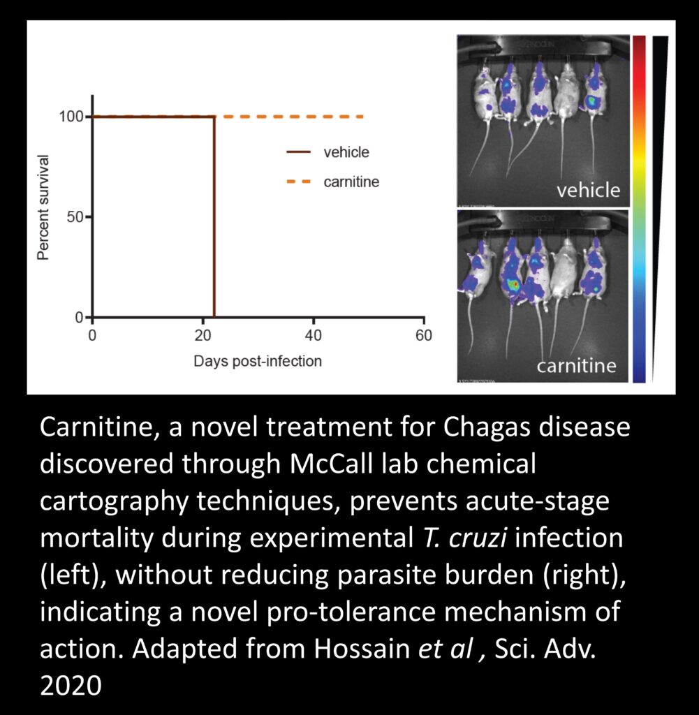 Survival curve: mice receiving carnitine don't die in the acute stage; Right side, IVIS data showing comparable parasite distribution and burden in vehicle and carnitine groups